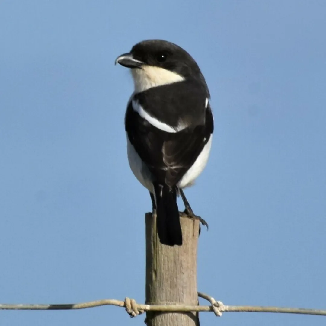 Karoo birdwatching